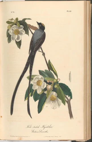 The Birds of America from Drawings Made in the United States by John James Audubon, book, 1840-1844