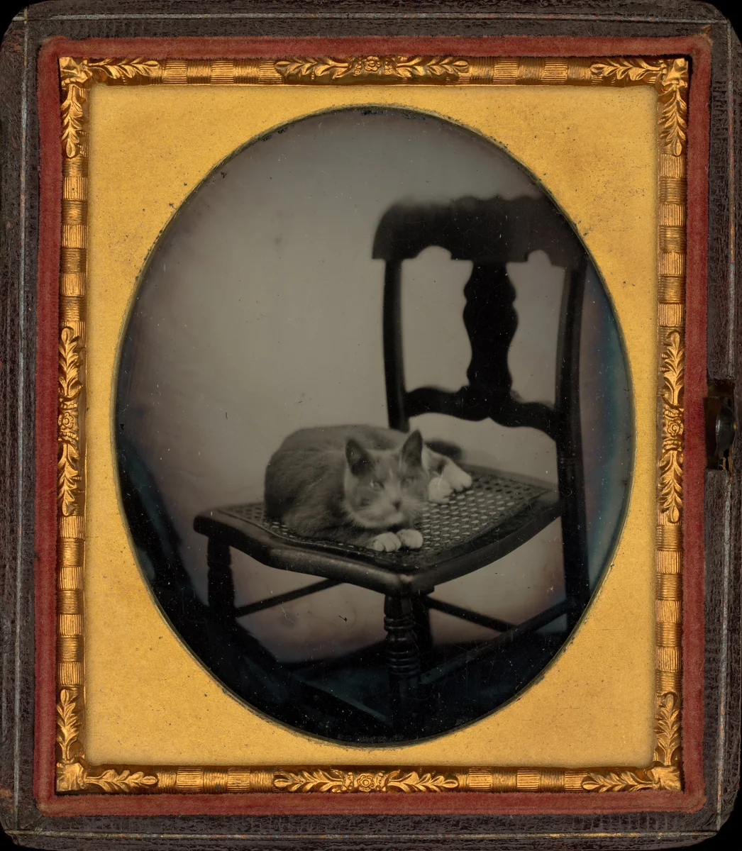 Portrait of a Cat by Glenalvin Goodridge, photograph, 1853-1863