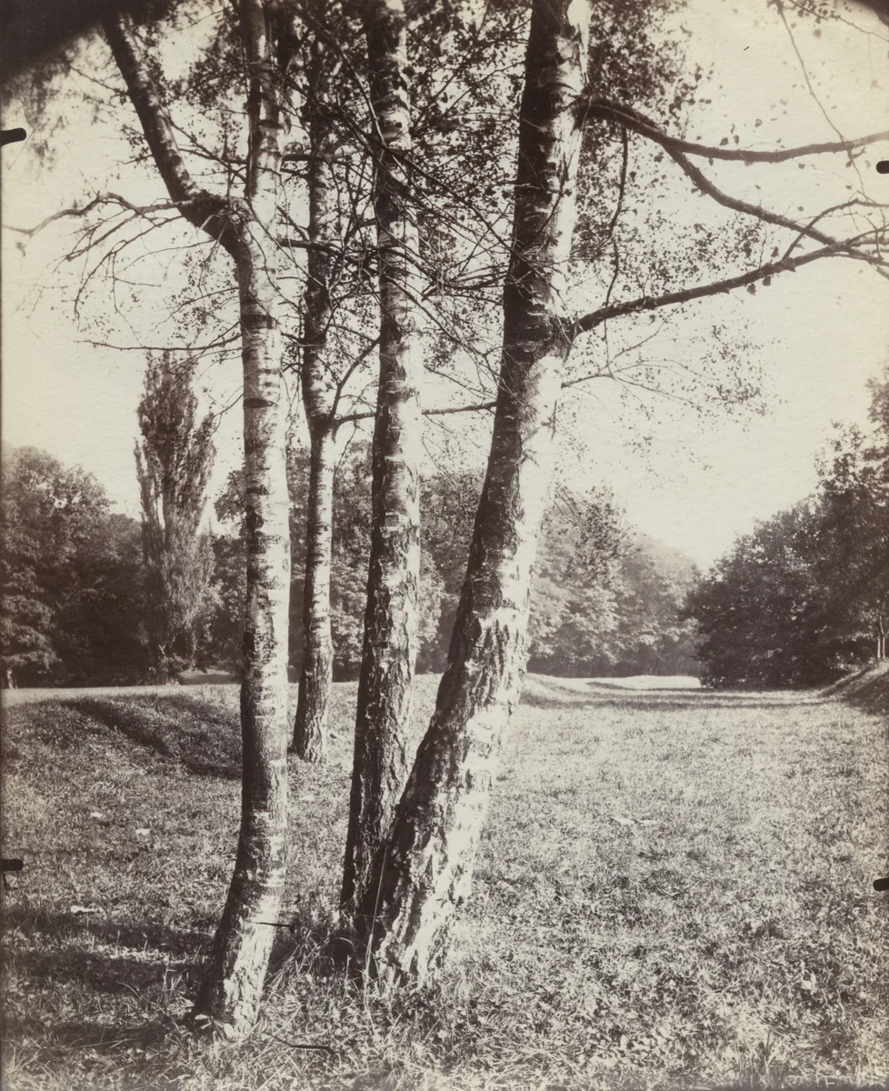 Bouleau by Eugène Atget, photograph, 1910