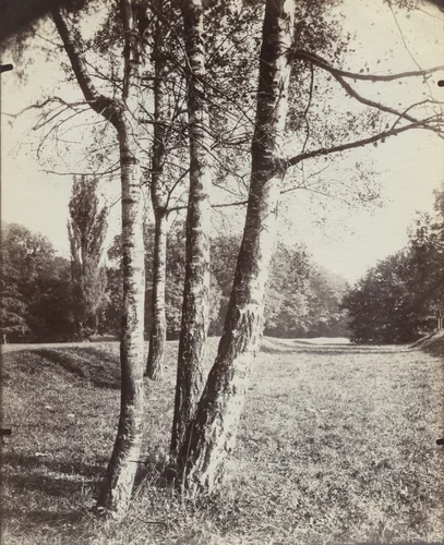 Bouleau by Eugène Atget, photograph, 1910