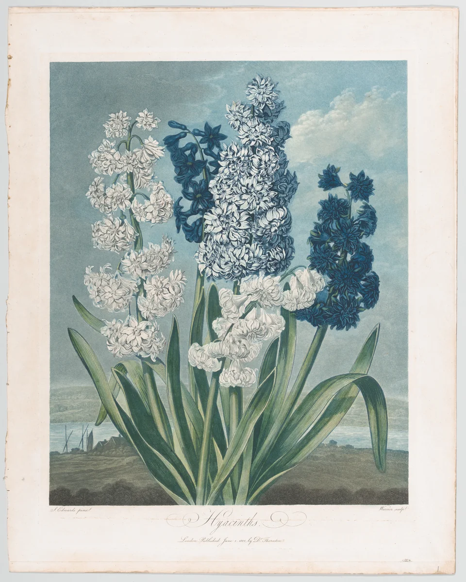 Hyacinths, from "The Temple of Flora, or Garden of Nature" by Thomas Warner, print, 1801