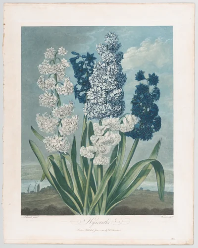 Hyacinths, from "The Temple of Flora, or Garden of Nature" by Thomas Warner, print, 1801