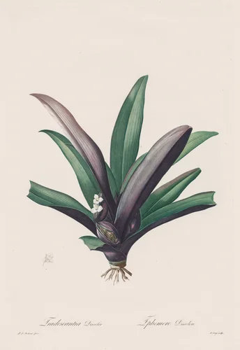 Les Liliacées: Tradescantia discolor by Henry Joseph Redouté, print, 1802-1816