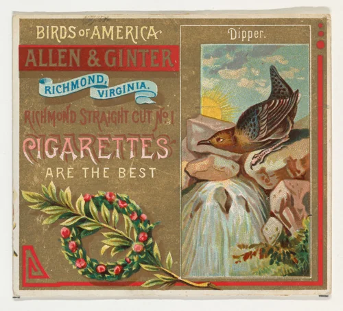 Dipper, from the Birds of America series (N37) for Allen & Ginter Cigarettes by Allen & Ginter, print, 1888
