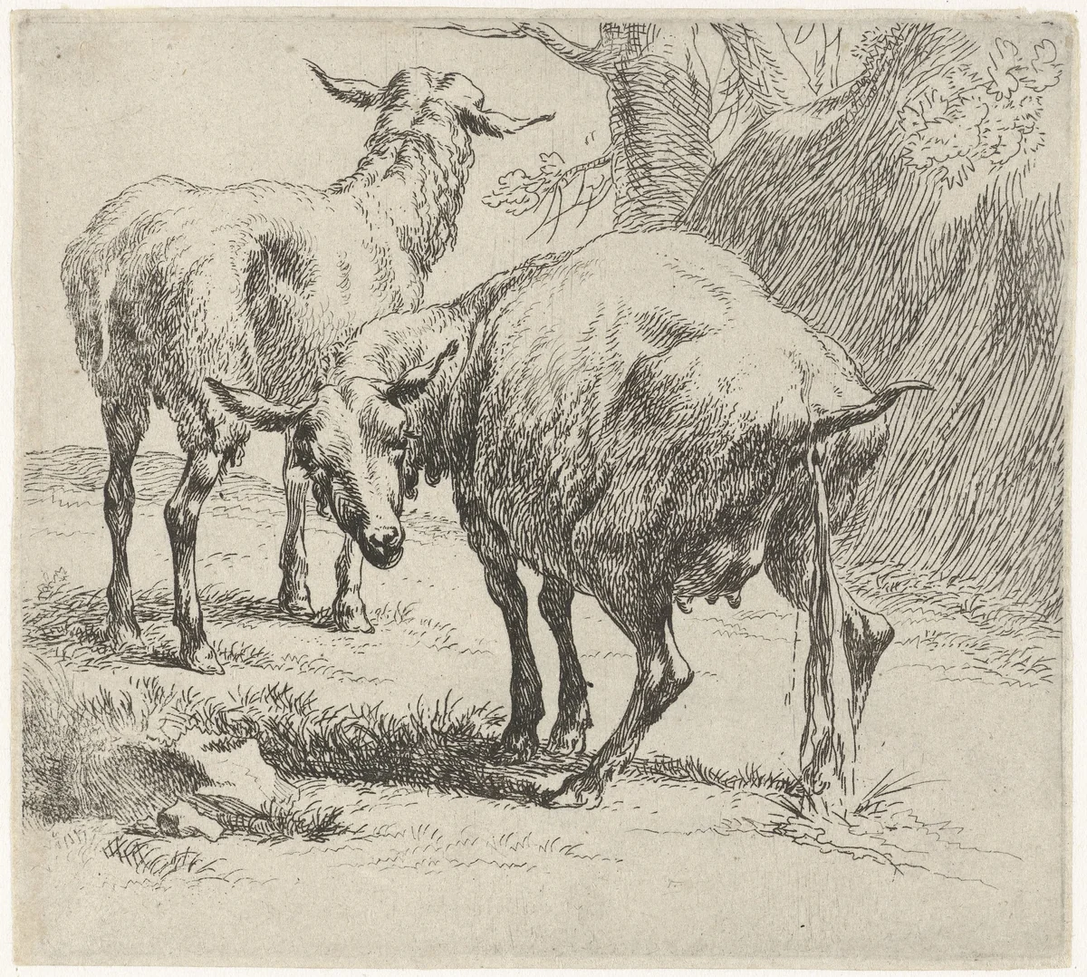 Pissende ooi en schaap by Nicolaes Pietersz Berchem, print, 1646-1652