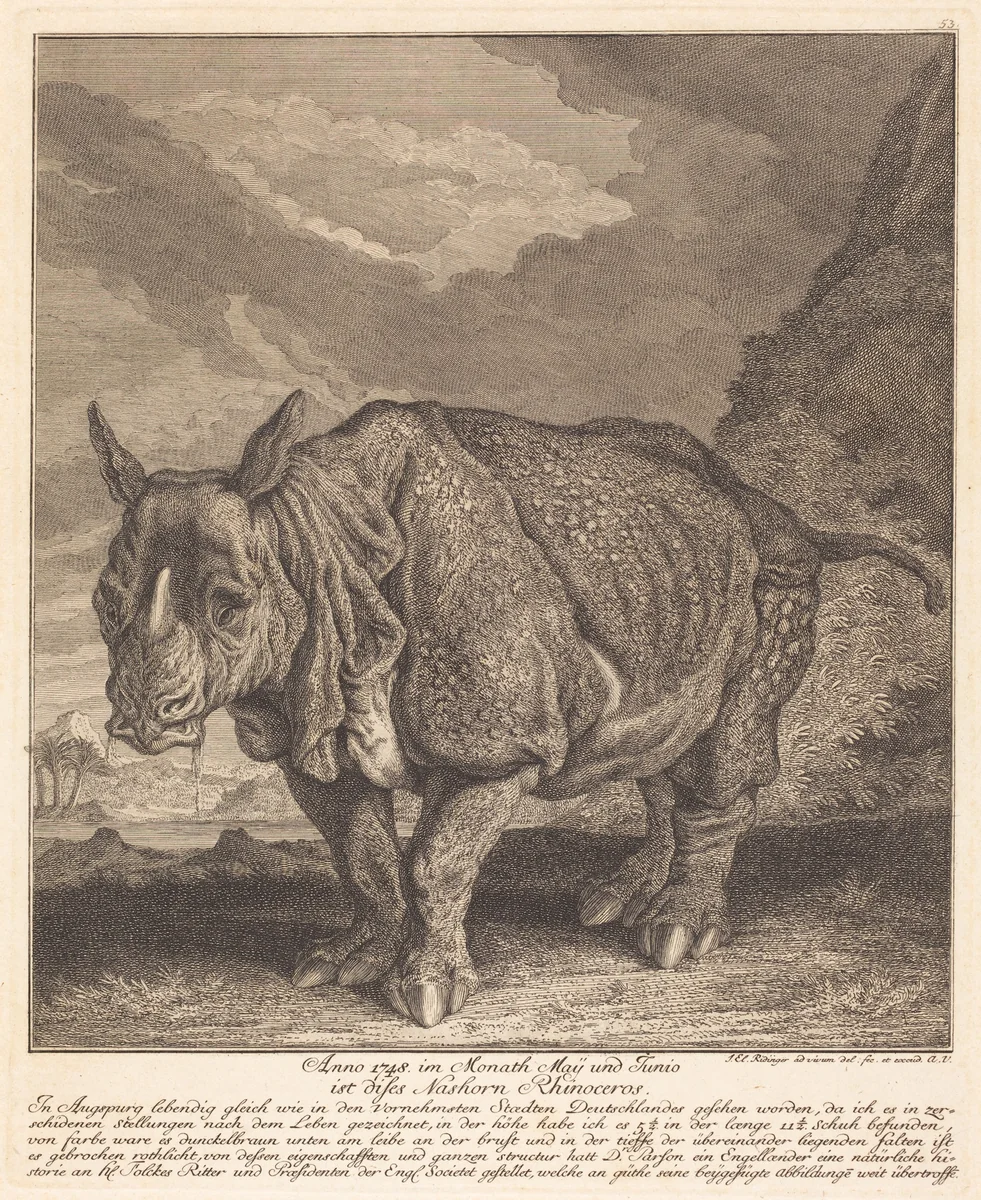 Nashorn Rhinoceros by Johann Elias Ridinger, print, 1745-1755
