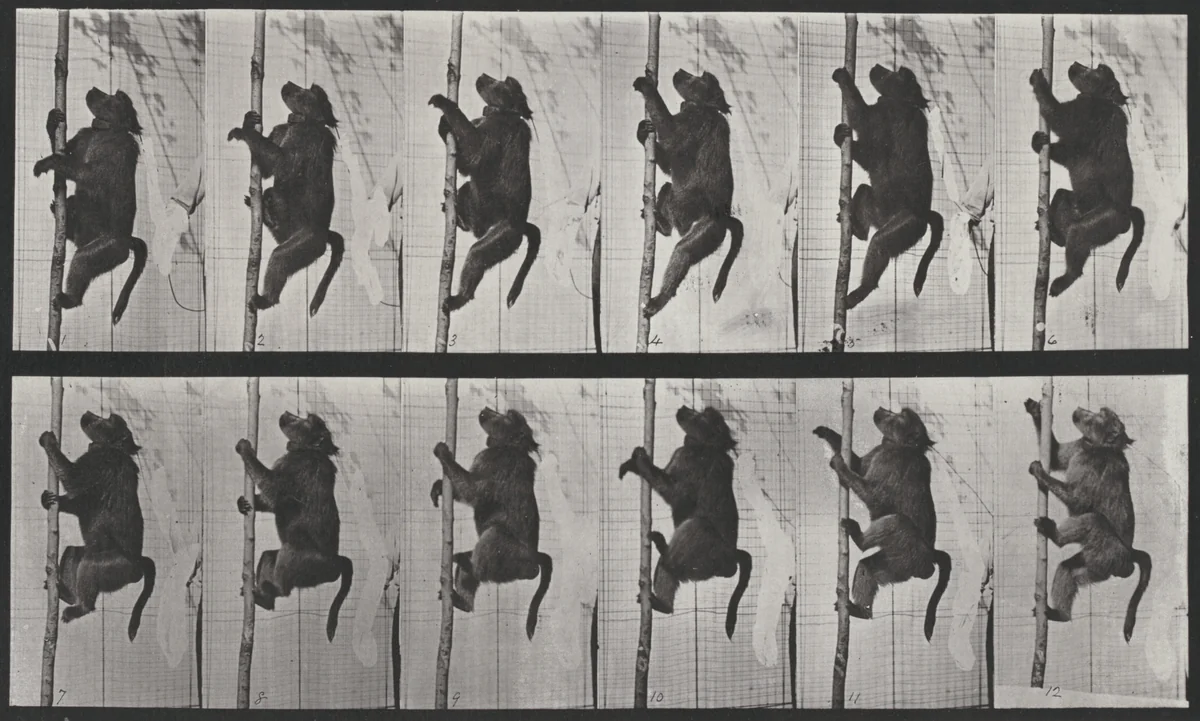 Plate Number 749. Baboon climbing a pole by Eadweard Muybridge, photograph, 1887