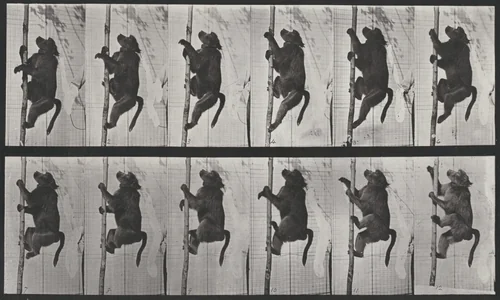 Plate Number 749. Baboon climbing a pole by Eadweard Muybridge, photograph, 1887