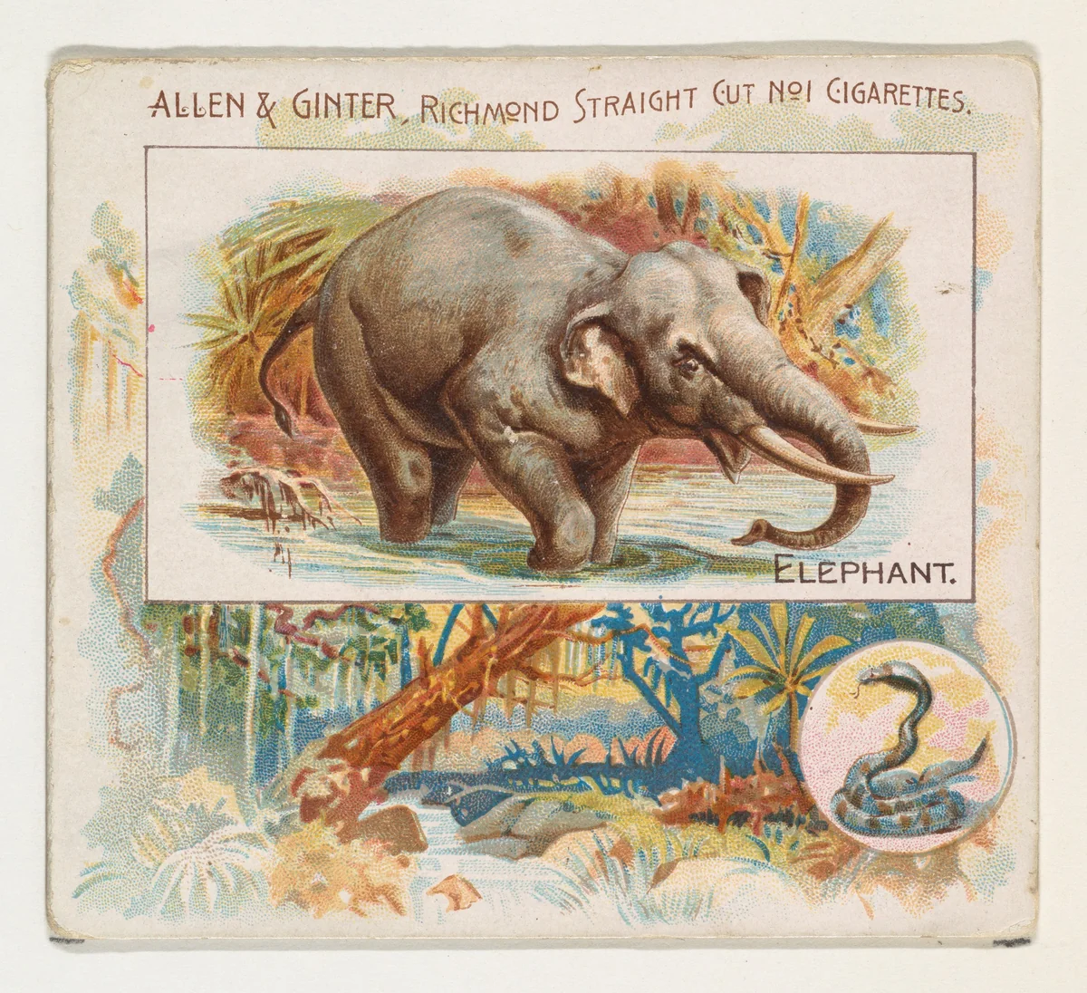 Elephant, from Quadrupeds series (N41) for Allen & Ginter Cigarettes by Allen & Ginter, print, 1890