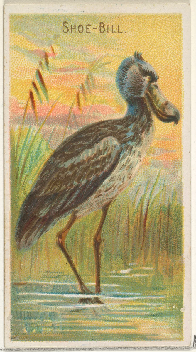 Shoe-Bill, from the Birds of the Tropics series (N5) for Allen & Ginter Cigarettes Brands by Allen & Ginter, print, 1889