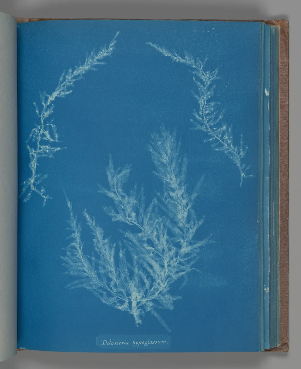 Delesseria hypoglassum by Anna Atkins, photograph, 1851-1855
