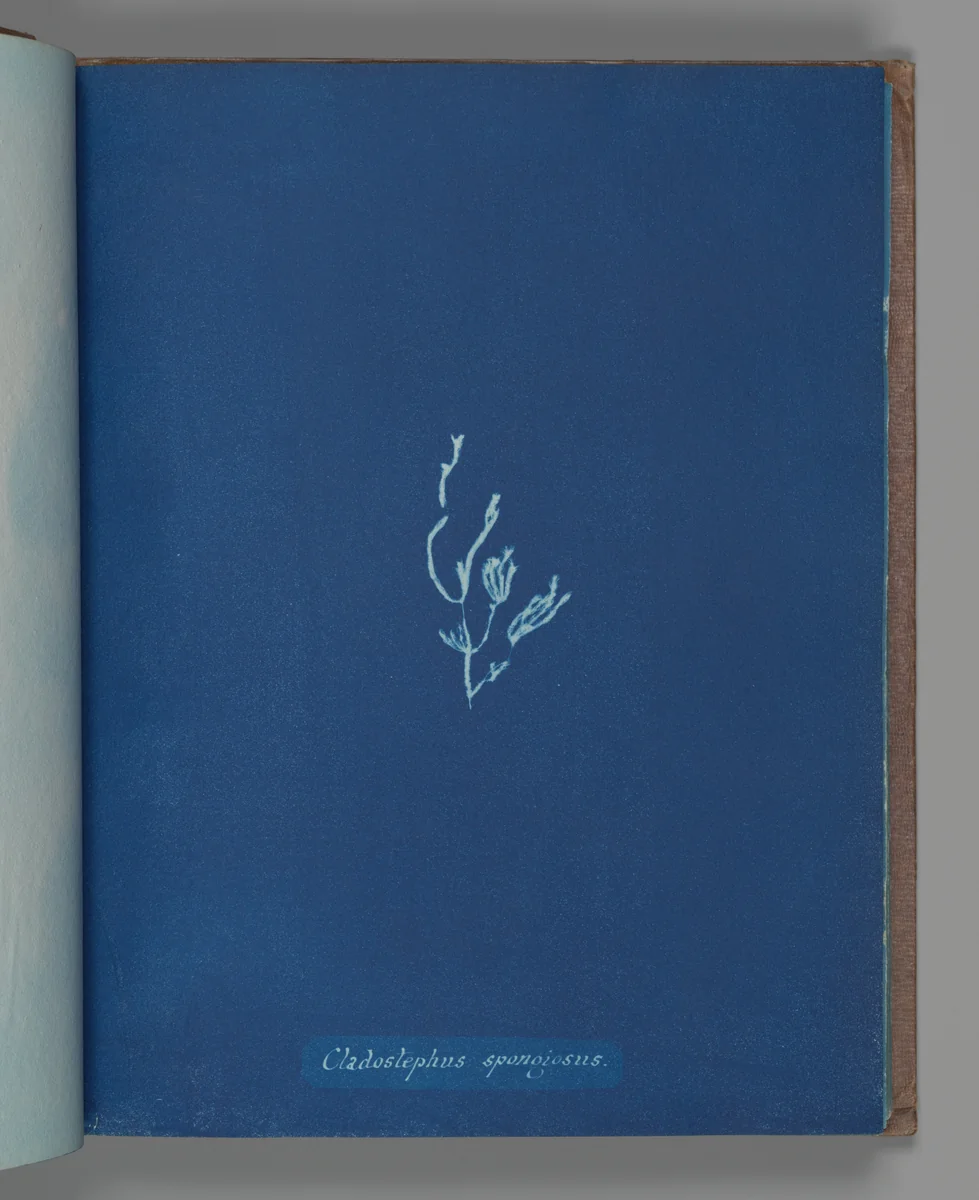 Cladostephus spongiosus by Anna Atkins, photograph, 1851-1855