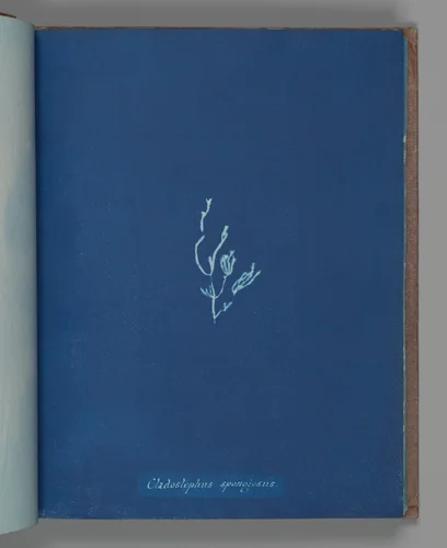 Cladostephus spongiosus by Anna Atkins, photograph, 1851-1855