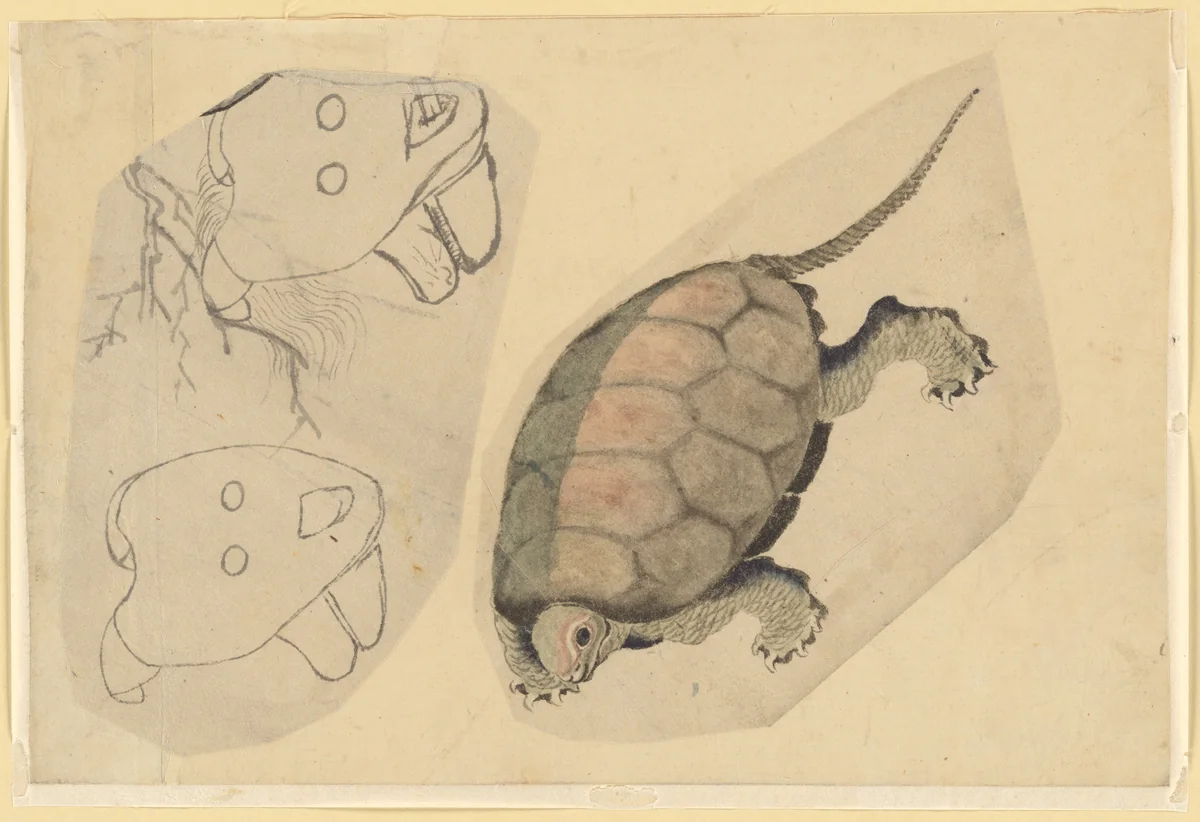 Two Sketches: One of a Turtle, the Other of Two Unidentified Objects by Katsushika Hokusai (葛飾 北斎), painting, 1760-1849
