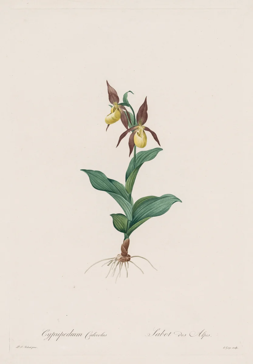 Les Liliacées: Cypripedium calceolus by Henry Joseph Redouté, print, 1802-1816