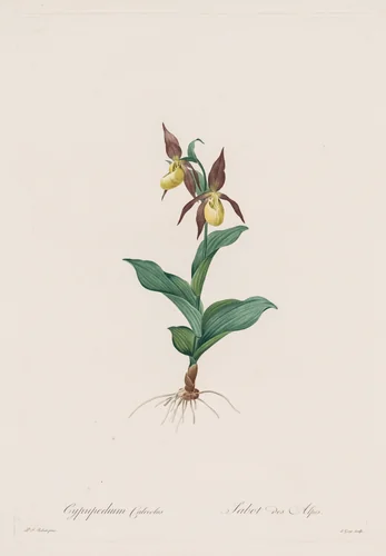 Les Liliacées: Cypripedium calceolus by Henry Joseph Redouté, print, 1802-1816