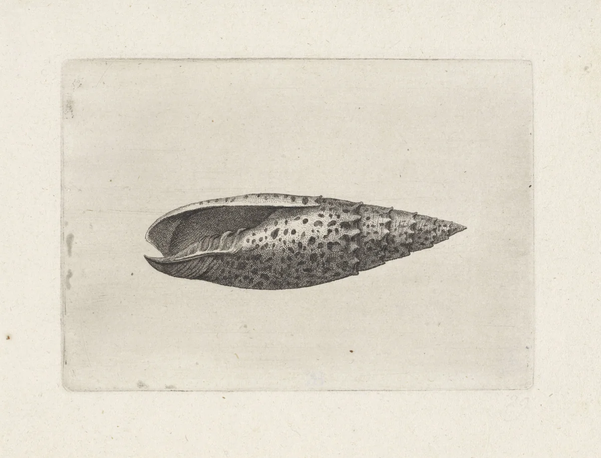 Schelp, mitra papalis by Wenceslaus Hollar, print, 1644-1652