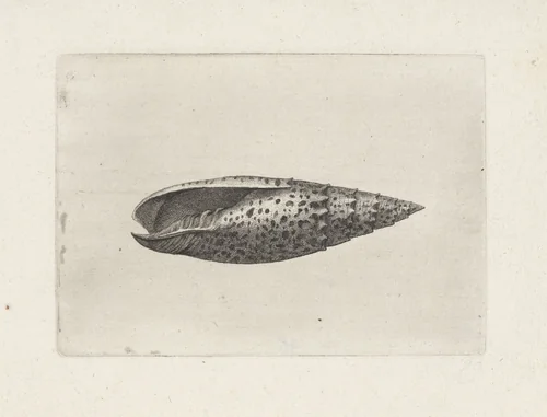 Schelp, mitra papalis by Wenceslaus Hollar, print, 1644-1652