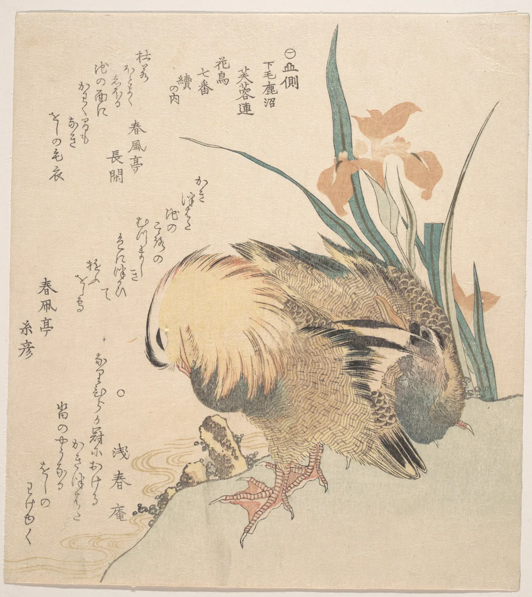 Pair of Mandarin Ducks and Iris Flowers by Kubo Shunman (窪俊満), print, 1757-1820