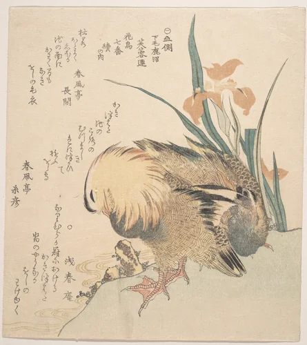 Pair of Mandarin Ducks and Iris Flowers by Kubo Shunman (窪俊満), print, 1757-1820