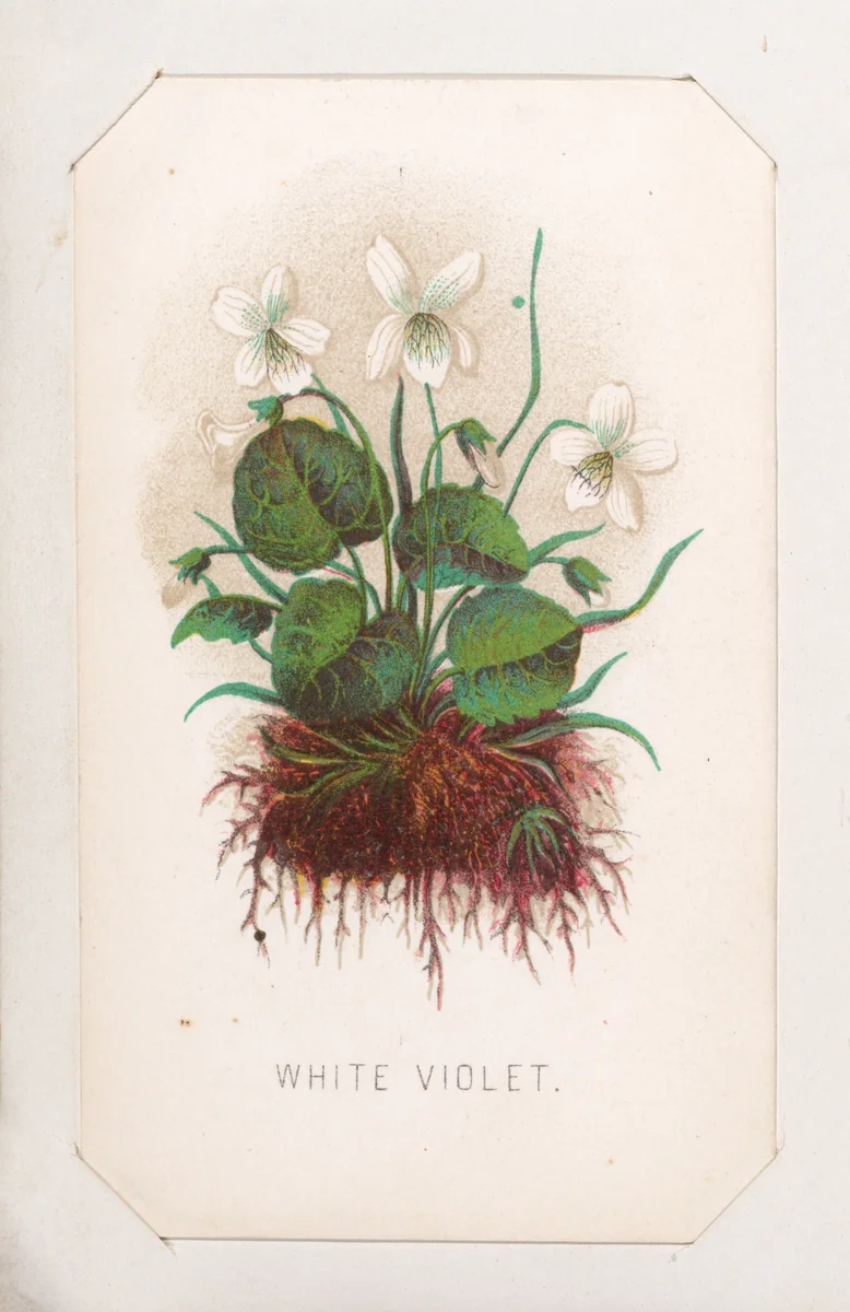 White Violet card from the "Plant with Root" series by Louis Prang & Co., print, 1862-1869