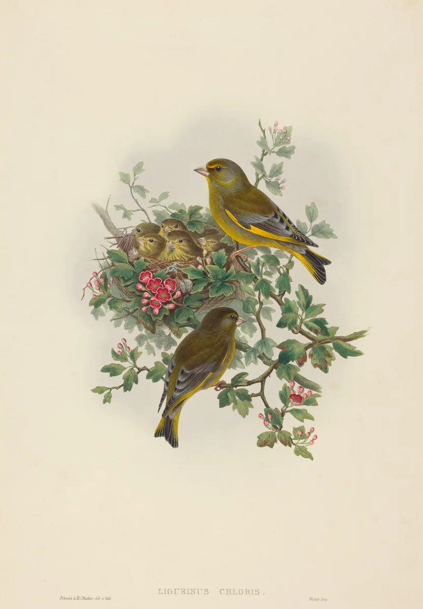 Ligurinus chloris (Greenfinch) by H.C. Richter; John Gould, print, 1804-1881