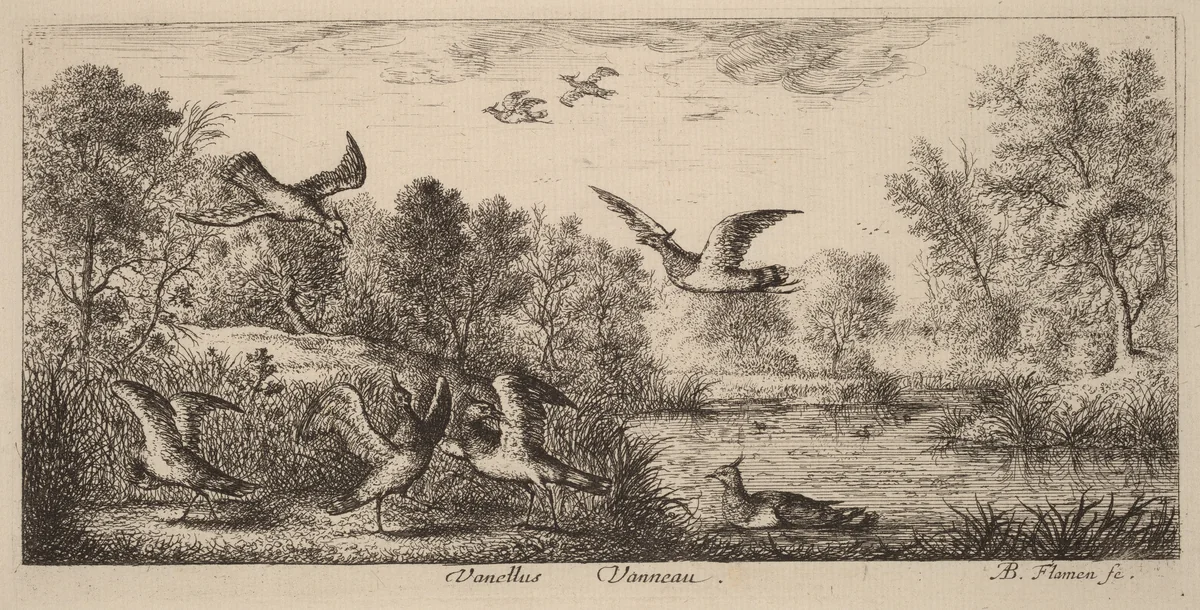 Vanellus, The Lapwing by Albert Flamen, print, 1620-1669