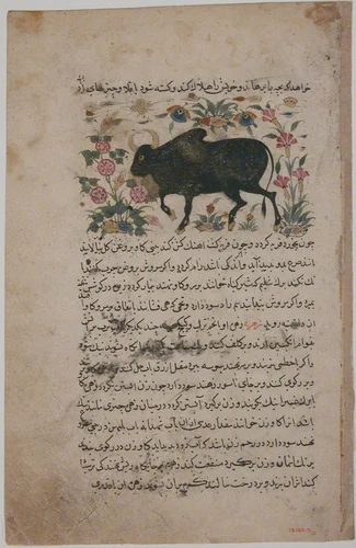 "A Bull", Folio from a Dispersed Nuzhatnama-i ‘Ala’i of Shahmardan ibn Abi’l Khayr by Shamardan ibn Abi 'l Khayr, manuscript, 1400-1425