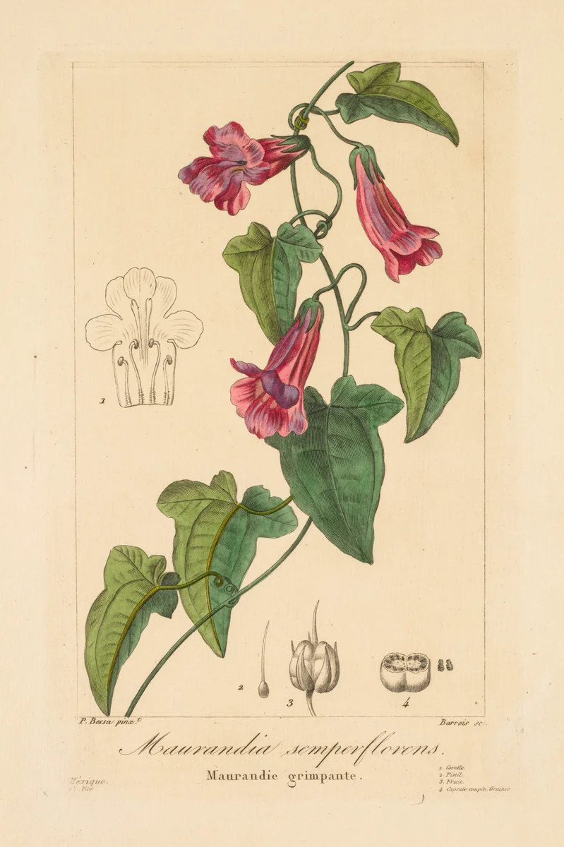 Flore des Jardiniers, Amateurs et Manufacturiers: Maurandia semperflorens by Jean Pierre Frederic Barrois, print, 1836