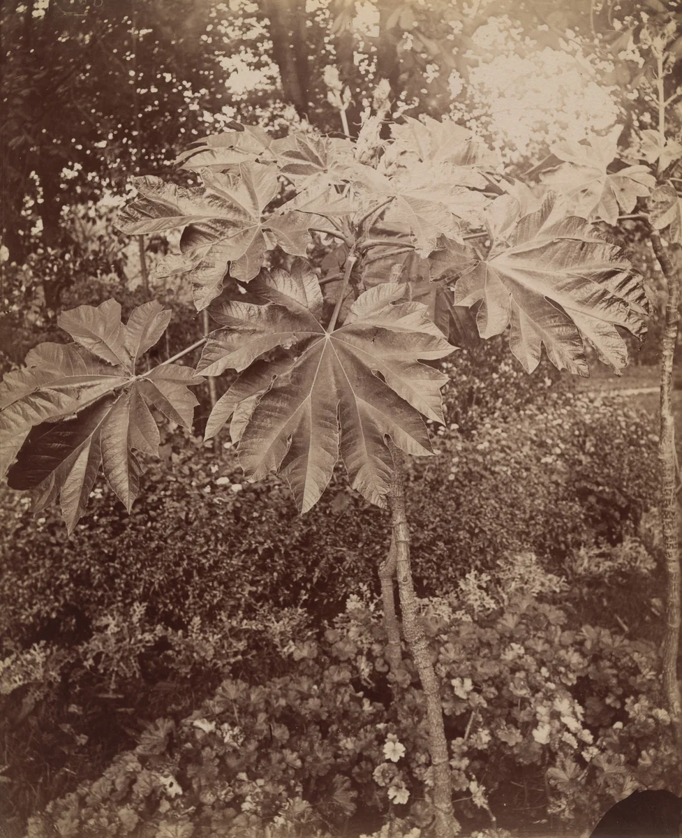 Untitled by Eugène Atget, photograph, 1900