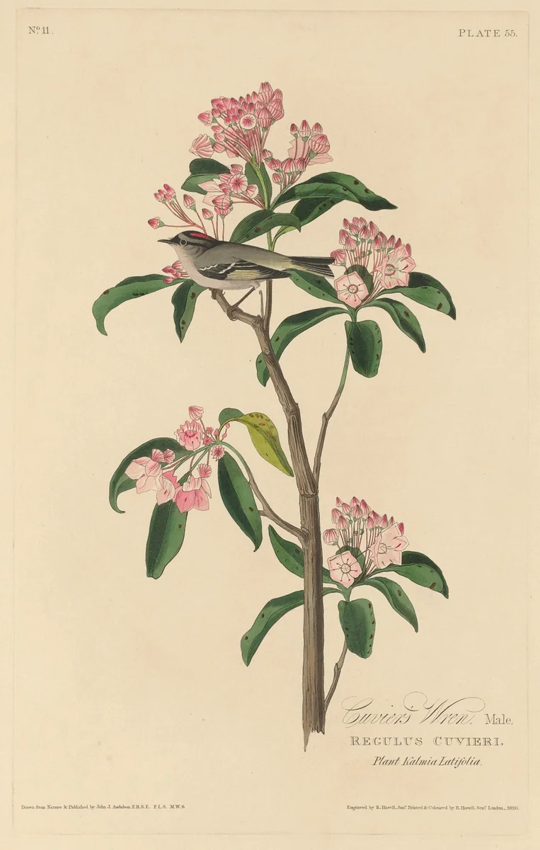 Cuvier's Wren by Robert Havell, Jr.; John James Audubon, print, 1829