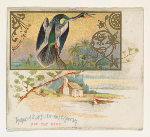 American Snake Bird, from the Game Birds series (N40) for Allen & Ginter Cigarettes by Allen & Ginter, print, 1888-1890