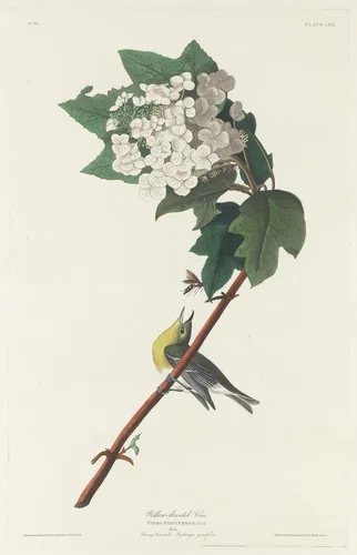Yellow-throated Vireo by Robert Havell, Jr.; John James Audubon, print, 1831
