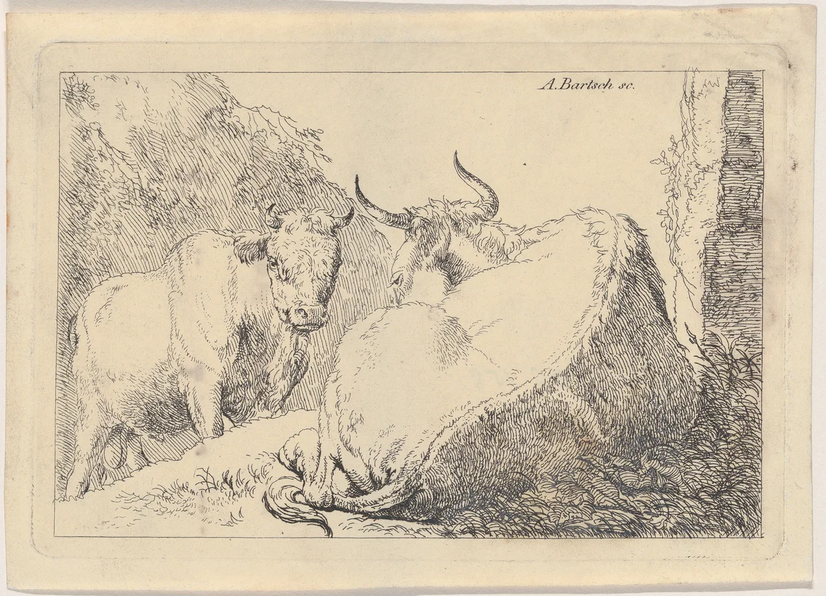 A reclining cow, seen from behind by Adam von Bartsch, print, 1803