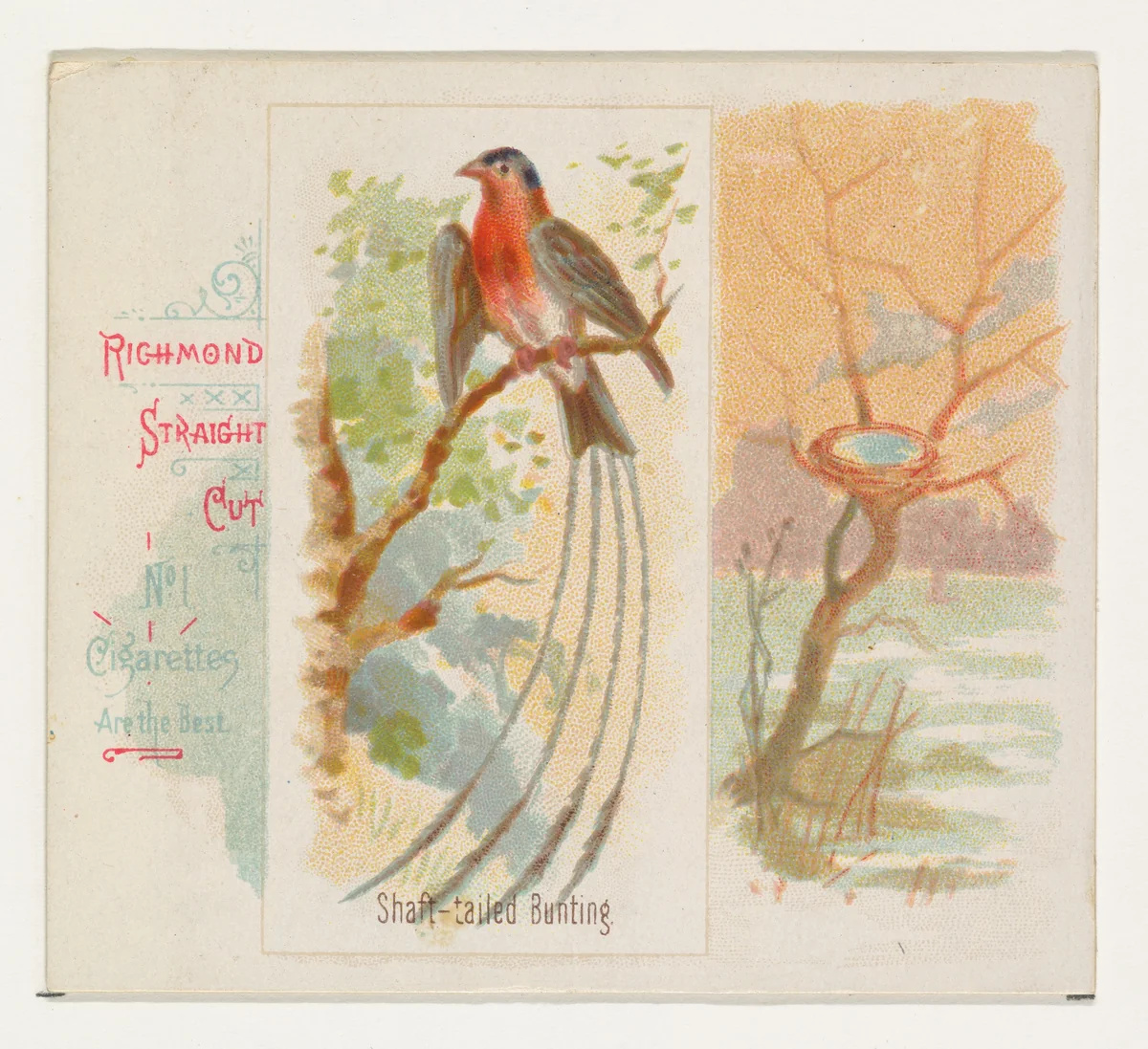 Shaft-tailed Bunting, from the Song Birds of the World series (N42) for Allen & Ginter Cigarettes by Allen & Ginter, print, 1890