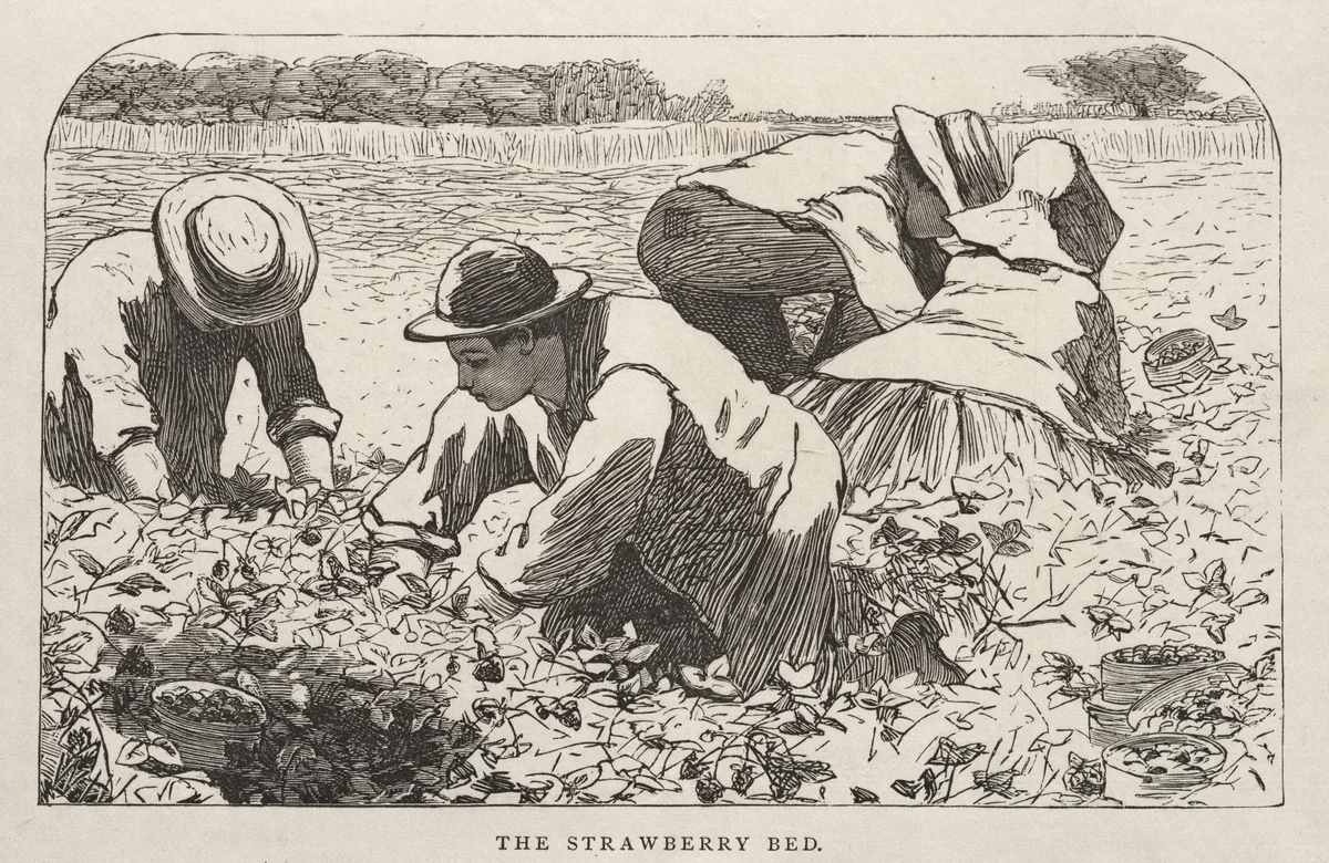 The Strawberry Bed by Winslow Homer, print, 1868