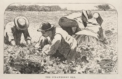 The Strawberry Bed by Winslow Homer, print, 1868