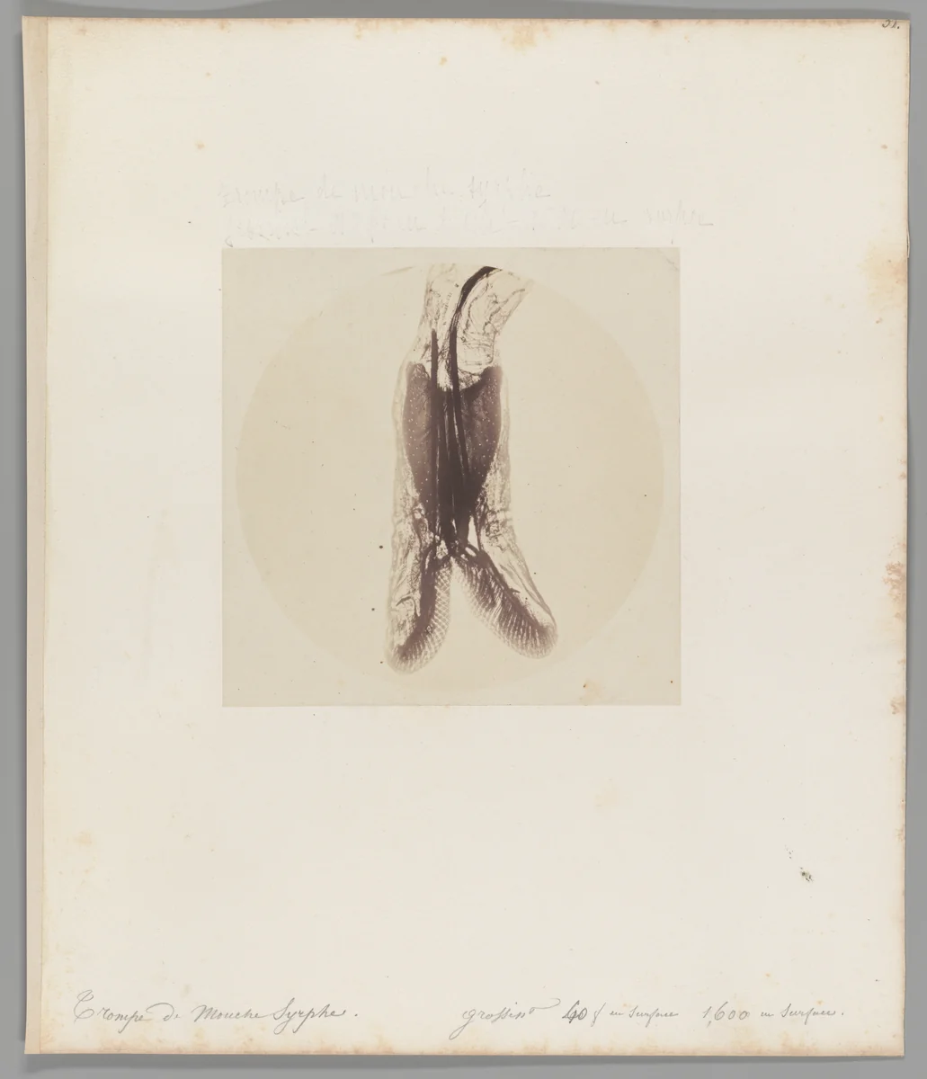 [Untitled] by Auguste-Adolphe Bertsch, photograph, 1853-1857