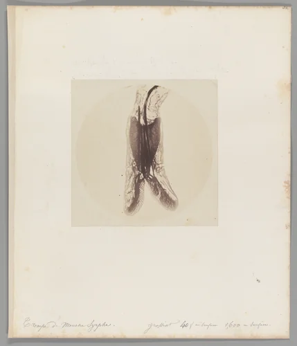 [Untitled] by Auguste-Adolphe Bertsch, photograph, 1853-1857
