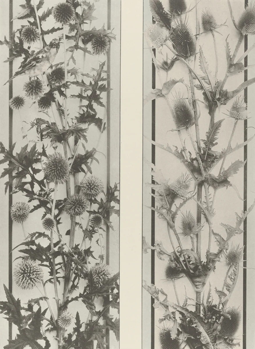 Page from Festons und Dekorative Gruppen by Unidentified Photographer, photograph, 1893