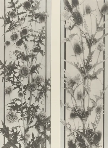 Page from Festons und Dekorative Gruppen by Unidentified Photographer, photograph, 1893