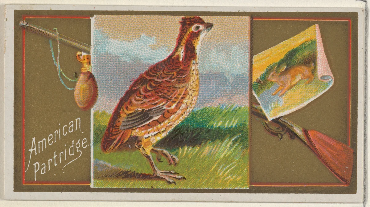 American Partridge, from the Game Birds series (N13) for Allen & Ginter Cigarettes Brands by Allen & Ginter, print, 1889