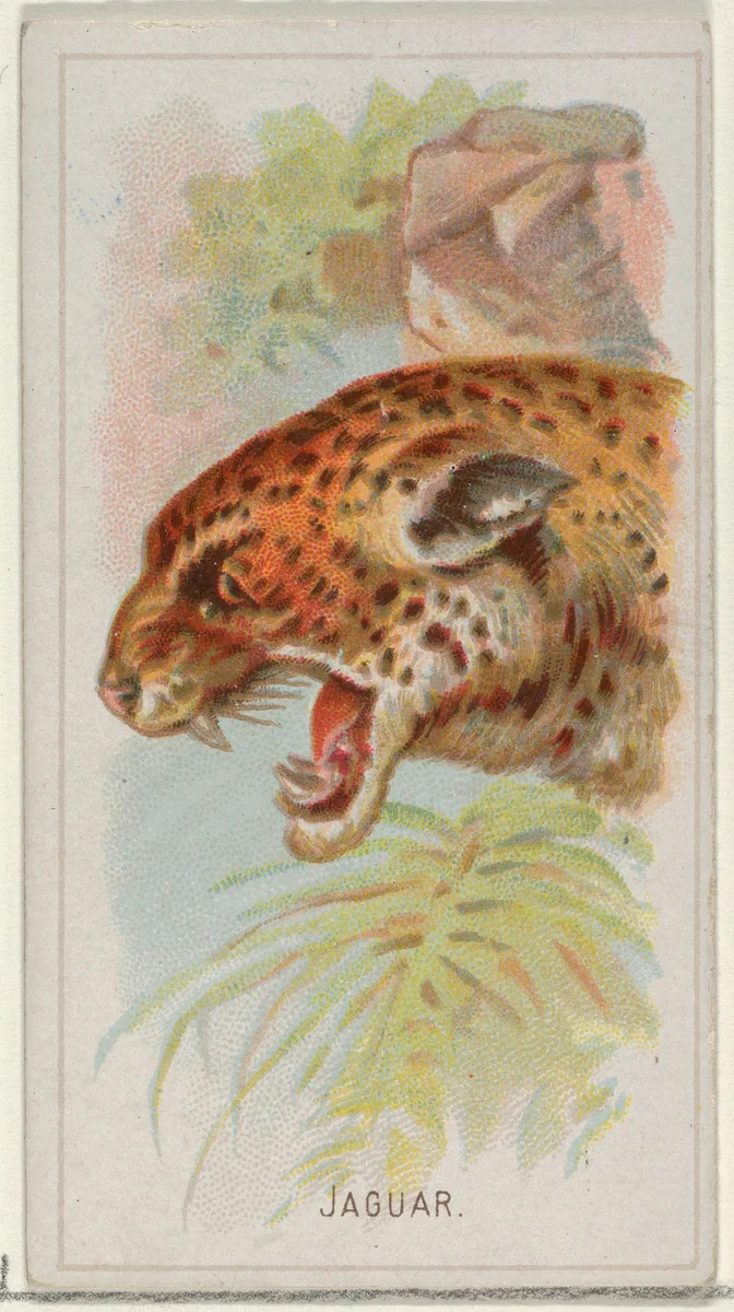 Jaguar, from the Wild Animals of the World series (N25) for Allen & Ginter Cigarettes by Allen & Ginter, print, 1888