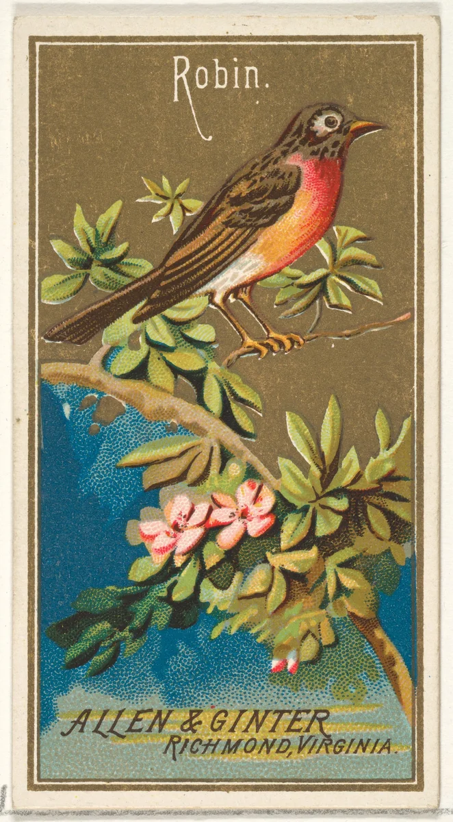 Robin, from the Birds of America series (N4) for Allen & Ginter Cigarettes Brands by Allen & Ginter, print, 1888