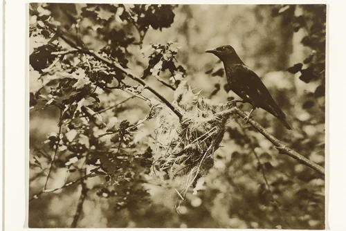 Wielewaal bij een nest met jongen (vogels, nesten) by Richard Tepe, photograph, 1900-1930