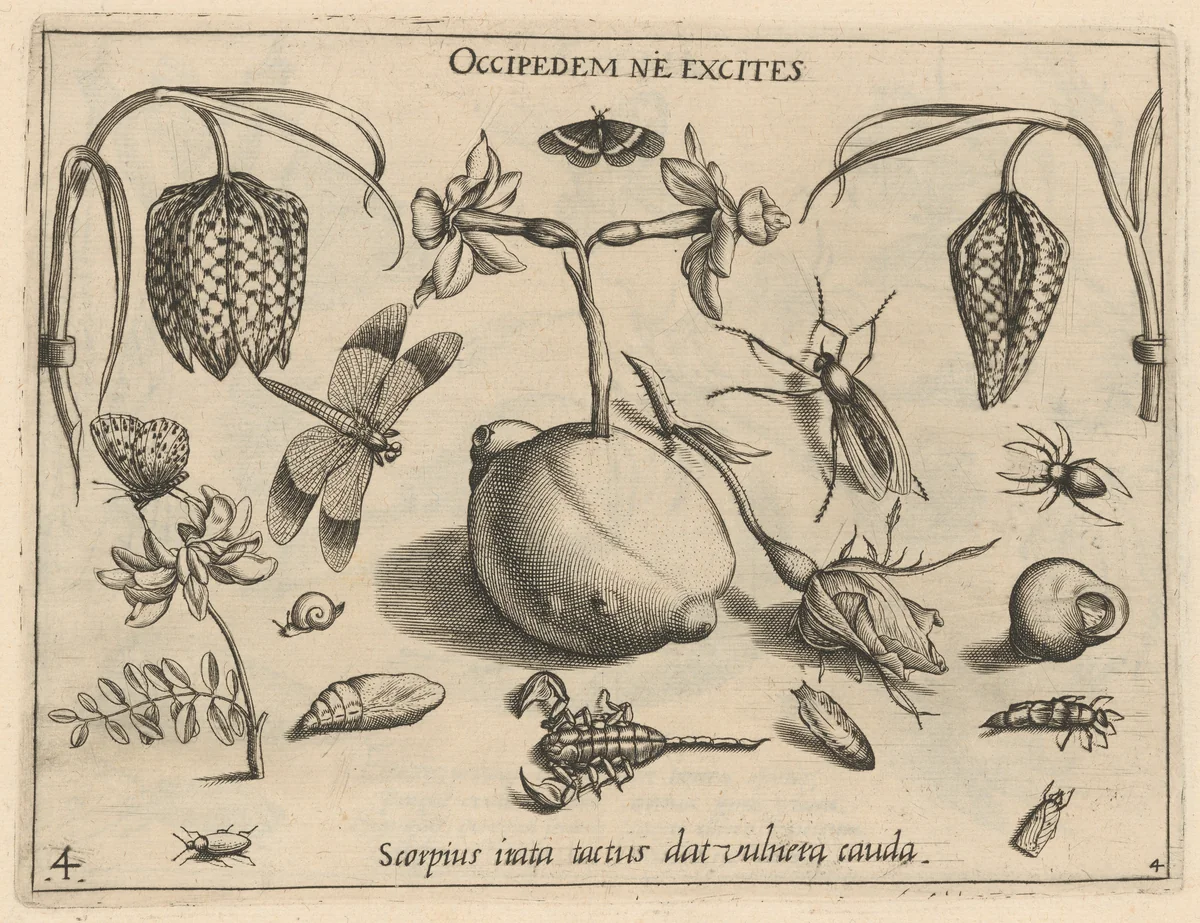 Archetypa studiaque patris Georgii Hoefnagelii [Part 4, Plate 4] by Jacob Hoefnagel; Joris Hoefnagel, print, 1592
