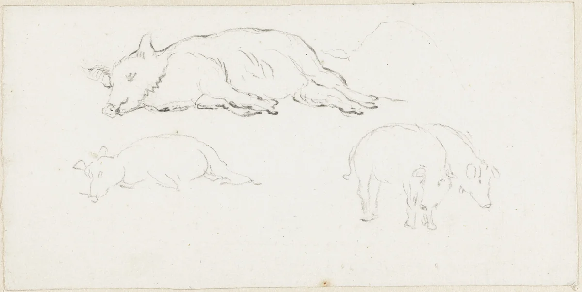 Twee studies van een liggend varken en twee staande varkens by Pieter Bartholomeusz. Barbiers, drawing, 1782-1837