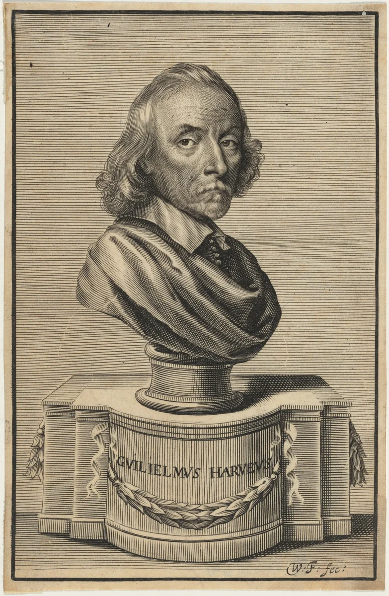 William Harvey, M.D. by William Faithorne, print, 1653