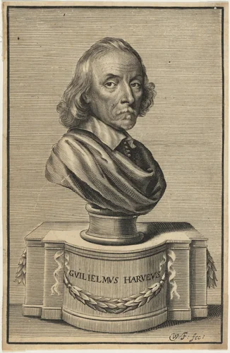 William Harvey, M.D. by William Faithorne, print, 1653