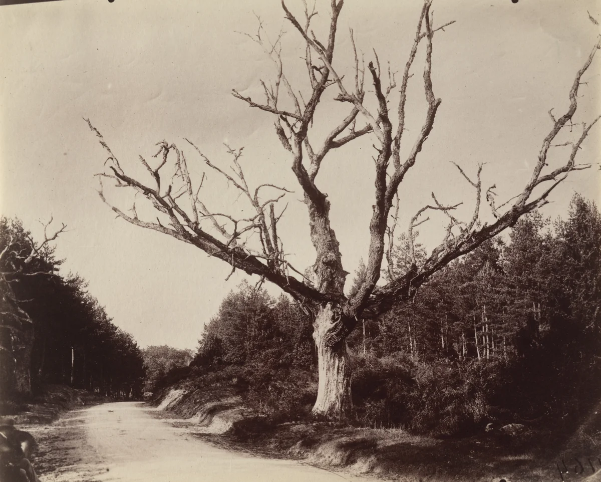 Fontainebleau by Eugène Atget, photograph